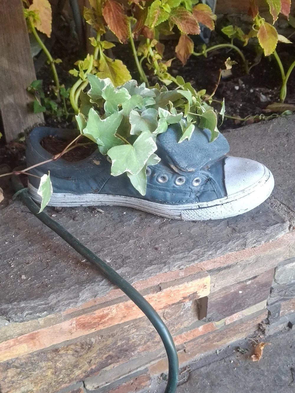 Casual Women's Canvas Low-Top Sneaker Planter in Blue